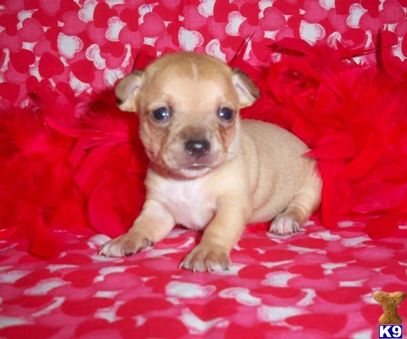 Puppies in LA